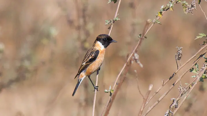 Asian Stonechat
