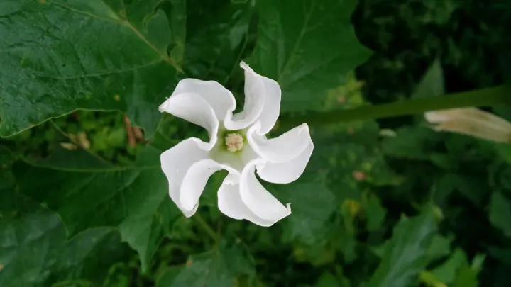 Datura
