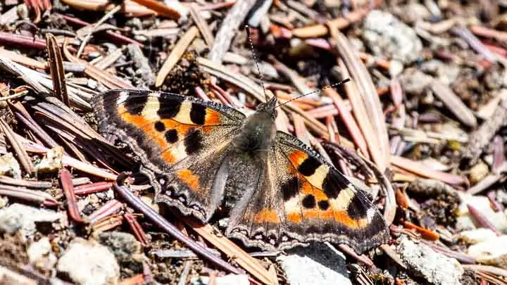 Indian Tortoiseshell