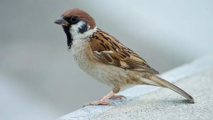 Eurasian Tree Sparrow