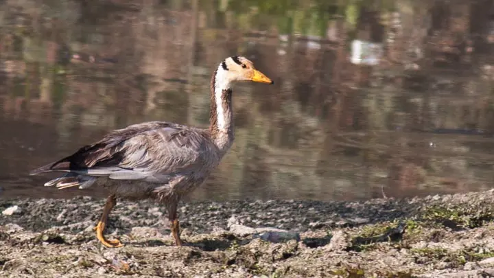 Bar Headed Goose