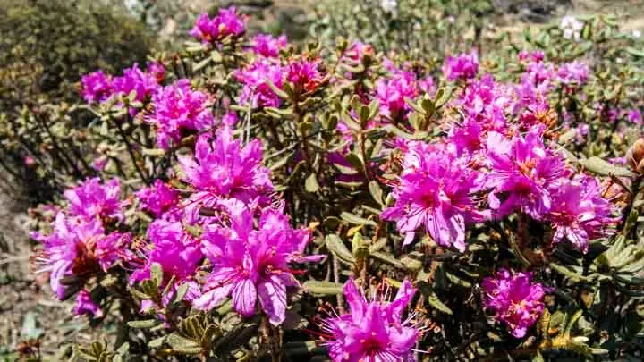 Bristly Rhododendron