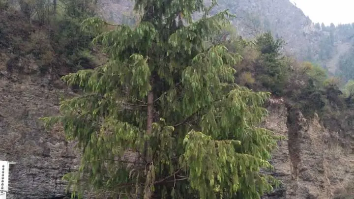 West Himalayan Spruce