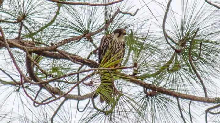 Eurasian Hobby