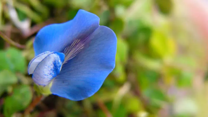 Blue Oxalis
