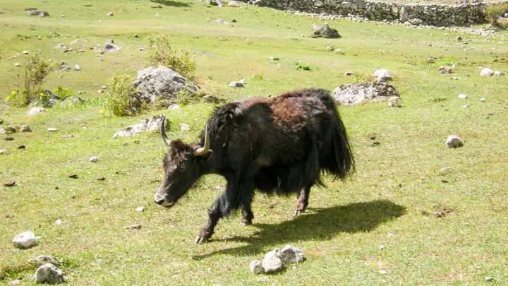 Yak Blood Drinking Ceremony