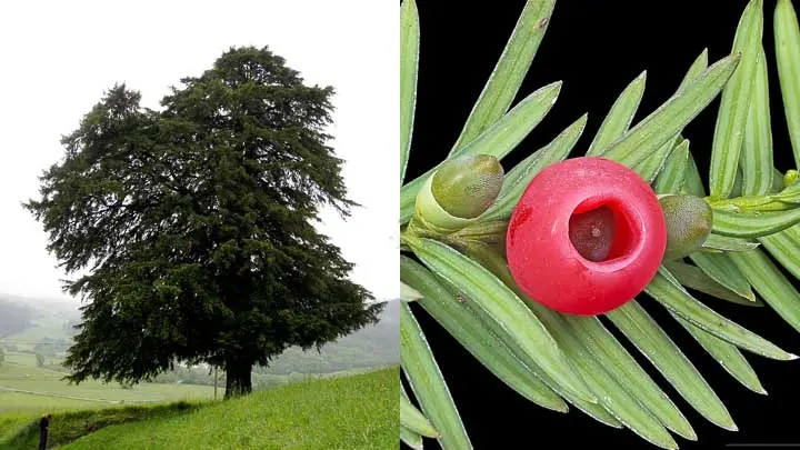 Wallich’S Yew