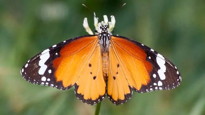 Plain Tiger