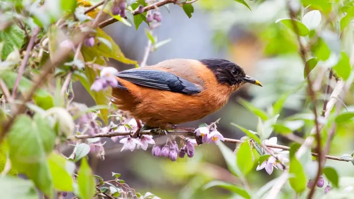 Rufous Sibia