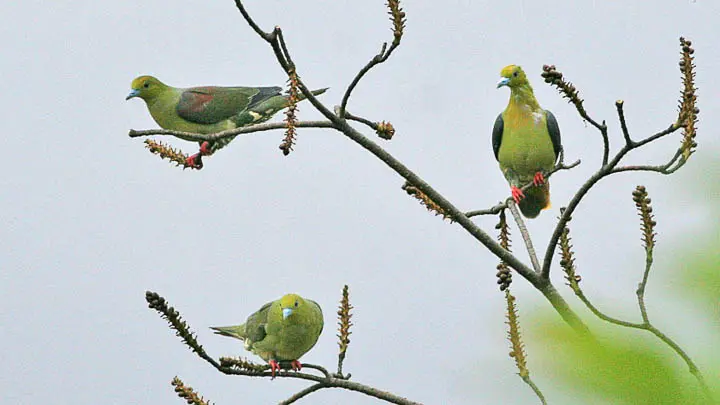 Wedge Tailed Green Pigeon
