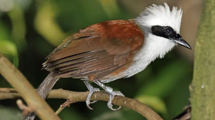 White Crested Laughingthrush