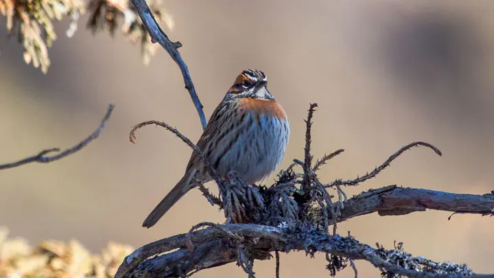 Rufous Breasted Accentor