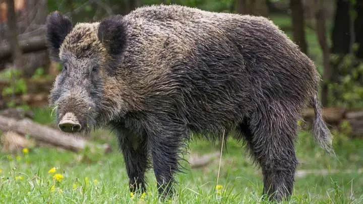 Indian Wild Boar