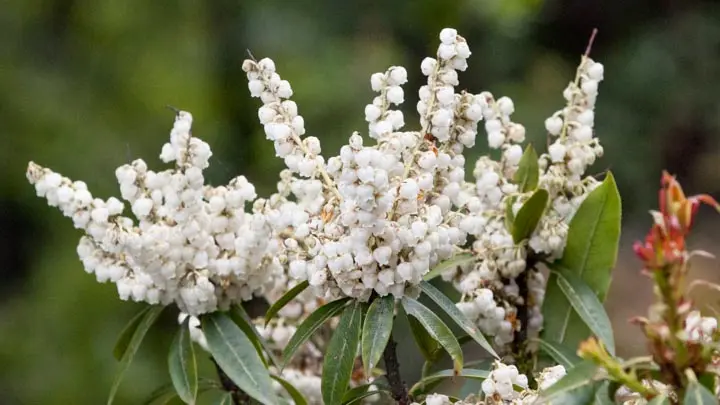 Lily Of The Valley