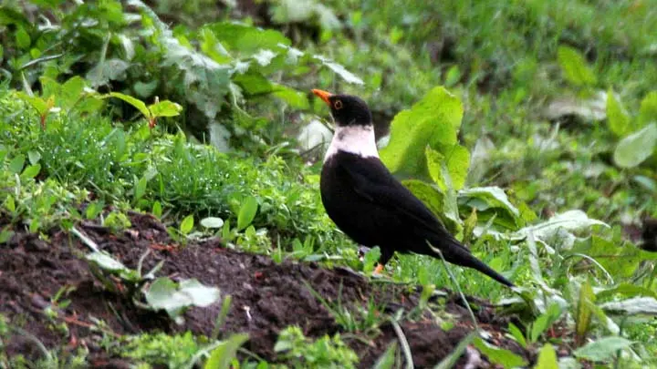 White Collared Blackbird