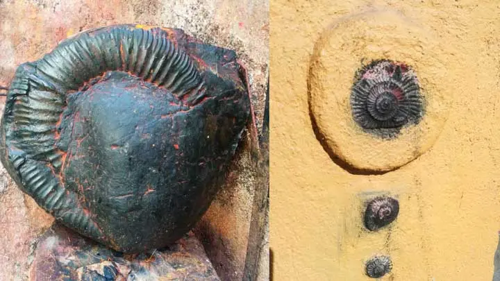 Shaligrams