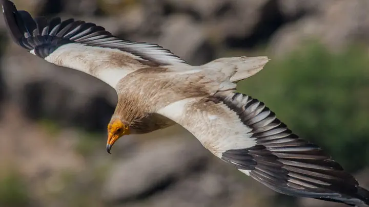 Egyptian Vulture