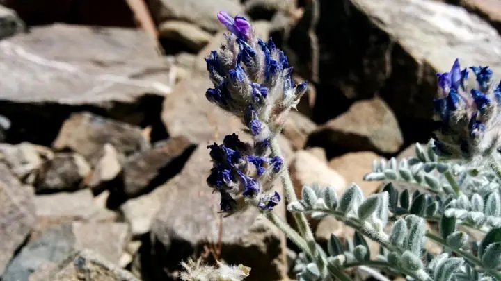 Locoweed