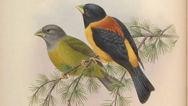 Collared Grosbeak