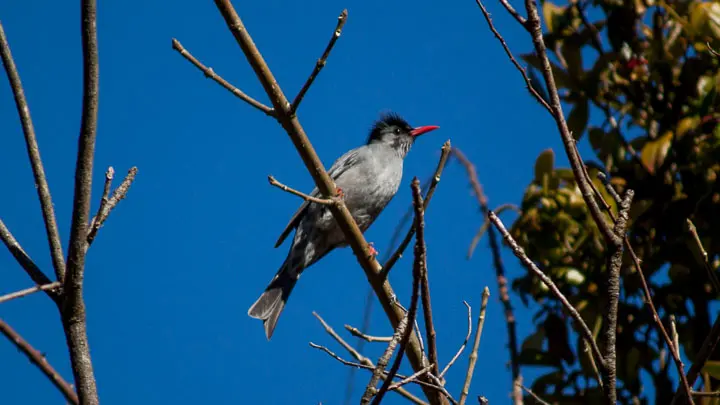 Black Bulbul