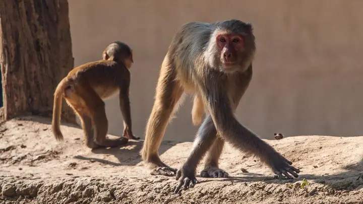 Rhesus Macaque