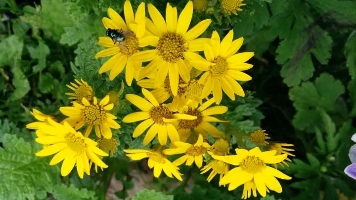 Reddish Leaved Senecio
