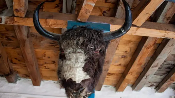 Yak Skulls