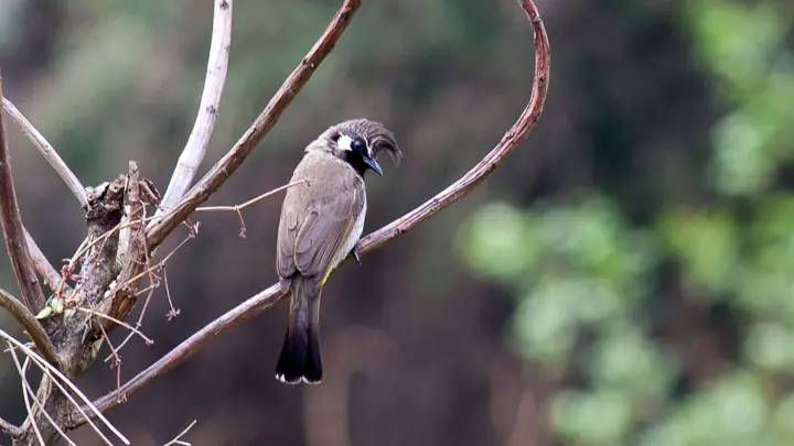 Himalayan Bulbul