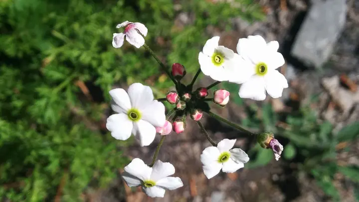 Mossy Rock Jasmine