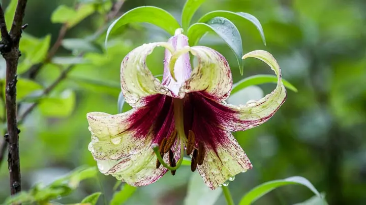 Nepalese Lily