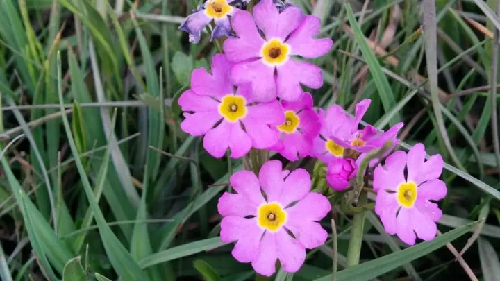 Tibetan Primrose