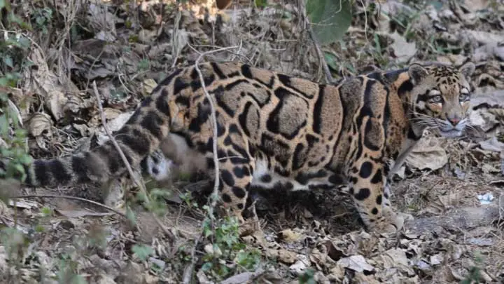 Clouded Leopard