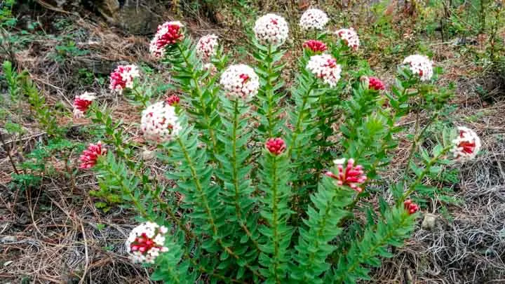 Himalayan Stellera