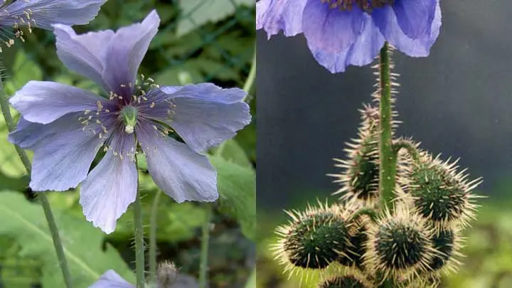Spiny Mountain Poppy