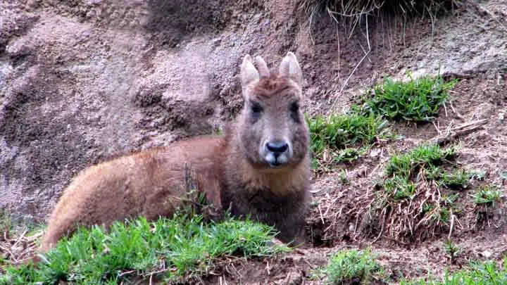Goral