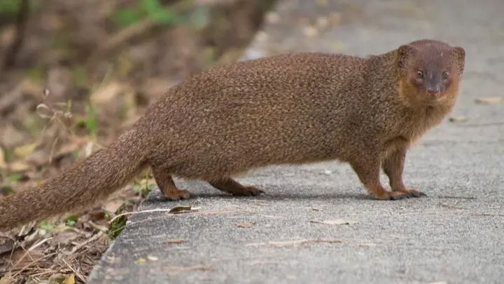 Small Indian Mongoose