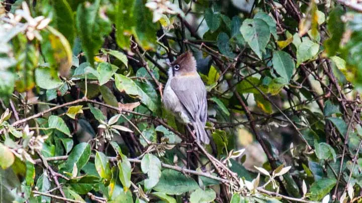 Whiskered Yuhina