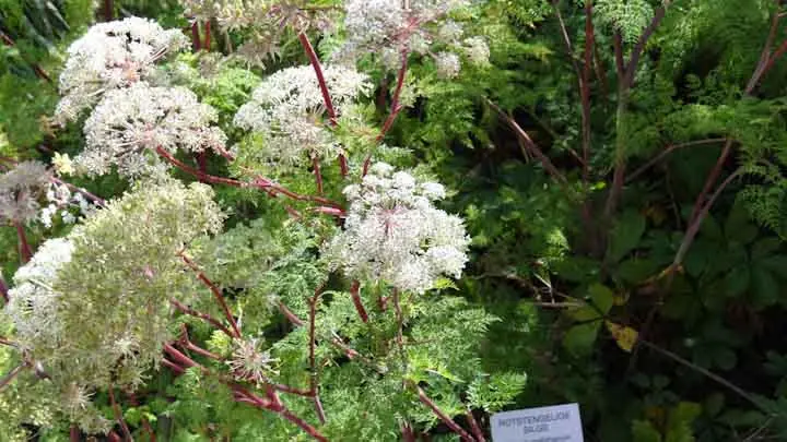 Milk Parsley