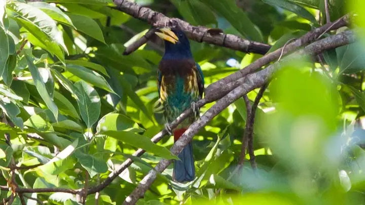 Great Barbet