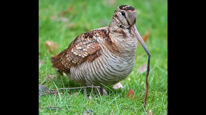 Eurasian Woodcock