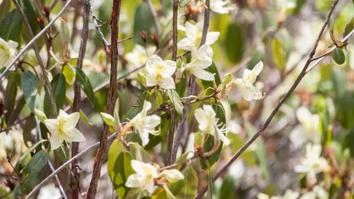 Three Flowered Rhododendron