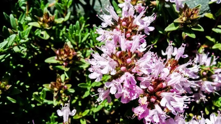 Himalayan Thyme