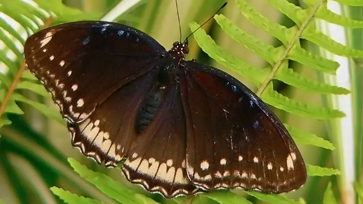 Common Indian Crow