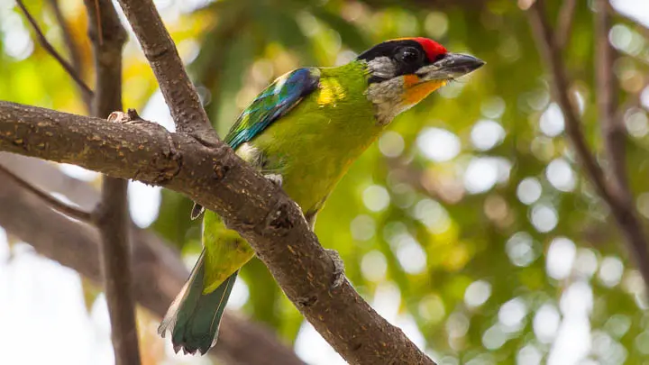 Golden Throated Barbet