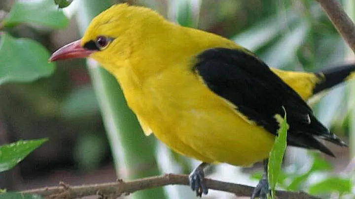 Eurasian Golden Oriole