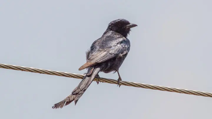 Black Drongo