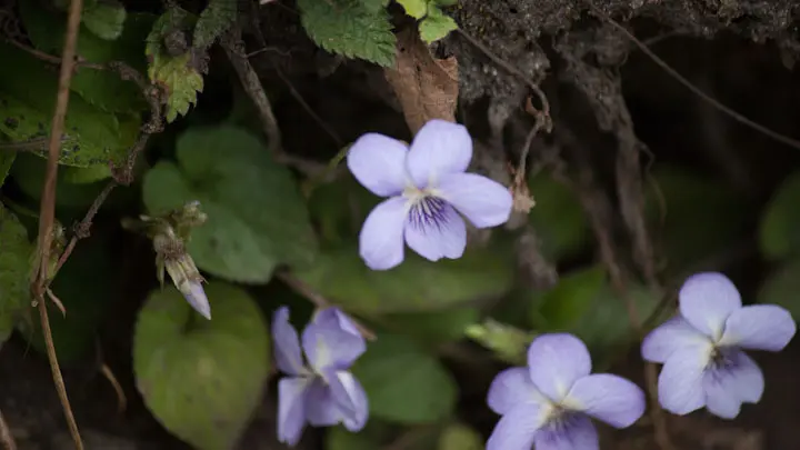 Himalayan White Violet