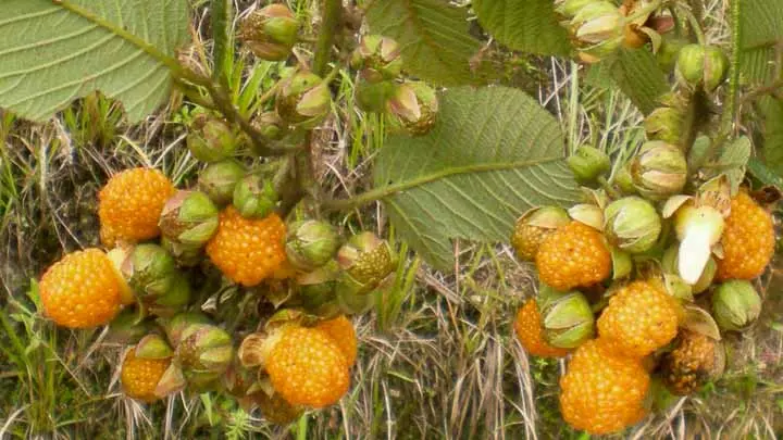 Yellow Himalayan Raspberry