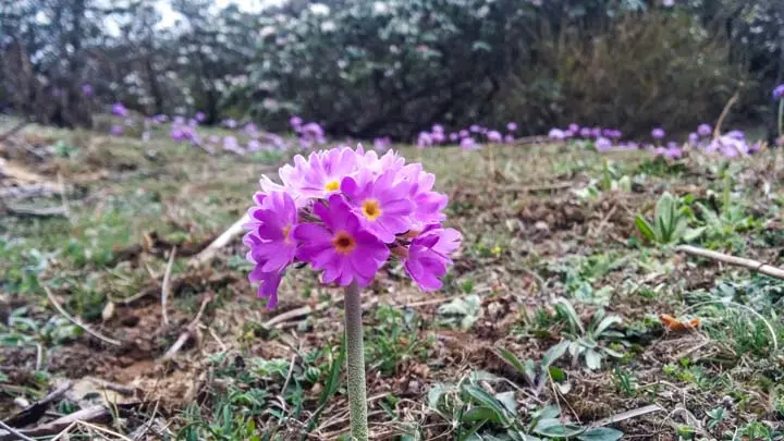 Black Sepal Primrose