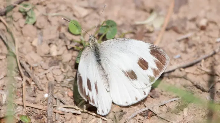 Indian Cabbage White